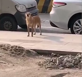 狗子絕育后連續(xù)3月到寵物醫(yī)院罵街 該狗疑似曾因絕育導致“失戀”